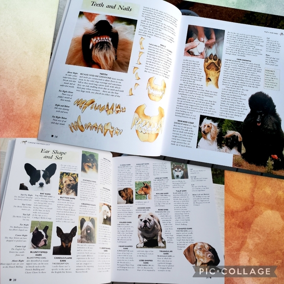 The Complete Encyclopedia of Dog Breeds - Picture 6 of 10